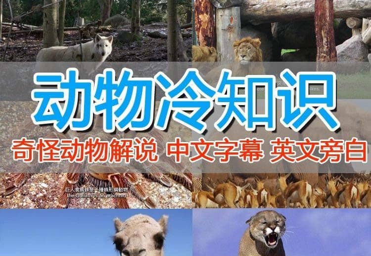 外面卖1699的国外纪录片解说（动物解说、美食、动画片）稳过中视频网创吧-网创项目资源站-副业项目-创业项目-搞钱项目创业吧